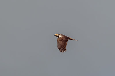 Low angle view of bird flying against clear sky