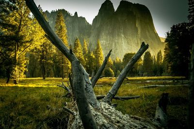 Trees in forest