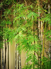 Close-up of bamboo plants