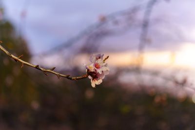 Close-up of cherry blossom on tree