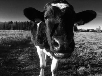 Close-up portrait of cow standing on field 