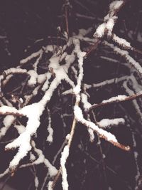 High angle view of christmas tree in snow