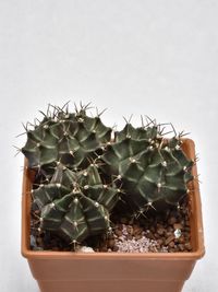 High angle view of potted cactus