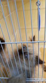 Close-up of cat in cage