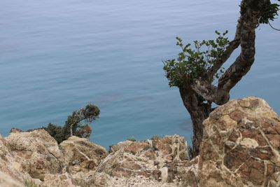 Close-up of tree trunk by sea