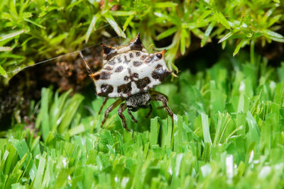 Close-up of spider on grass