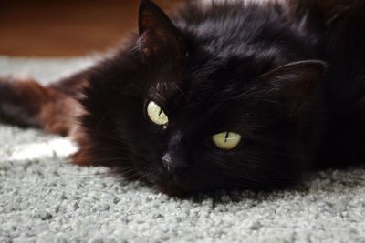 Portrait of black cat lying down