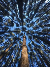 Low angle view of bamboo trees in forest