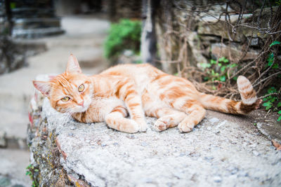 Portrait of ginger cat on retaining wall