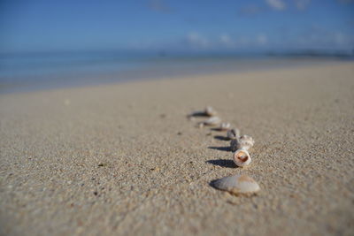 Close-up of shells on sand at beach against sky