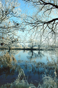 Reflection of trees in lake against sky