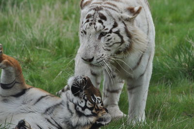 Close-up of tiger relaxing on field