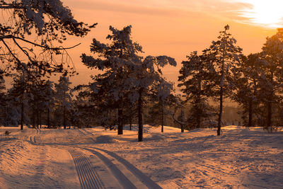 Trees on snowy landscape against sky during sunset