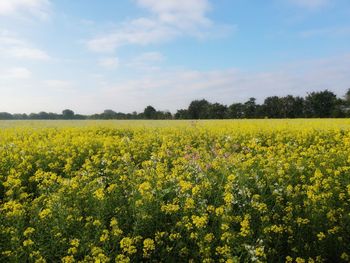 Scenic view of oilseed rape field against sky