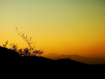 Silhouette tree against orange sky