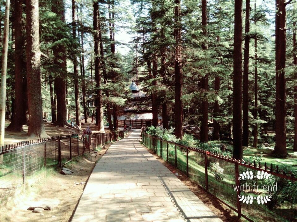 WALKWAY AMIDST TREES IN THE FOREST