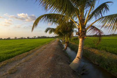 Empty road with trees in background