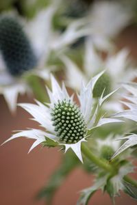 Close-up of spikey flower