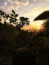 Close-up of silhouette plant against sky