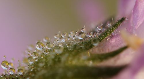 Close-up of wet pink flower