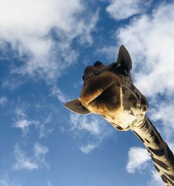 Mombasa, kenya. giraffes kiss 