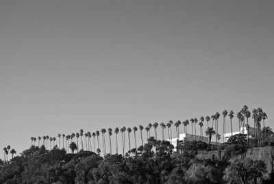 Low angle view of palm trees against clear sky