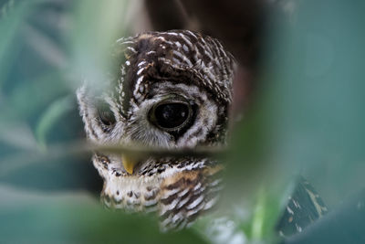 Close-up portrait of owl