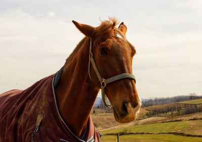 Horse standing on field