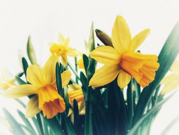 Close-up of yellow daffodil