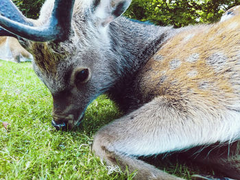 Deer in field