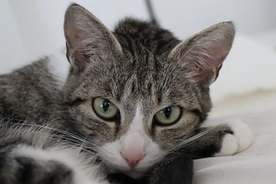 Close-up portrait of a cat