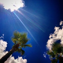 Low angle view of palm trees against blue sky