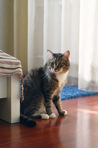 Cute short haired brown tabby cat with green eyes is sitting on a floor in bedroom.