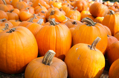 Close-up of pumpkins in market during autumn