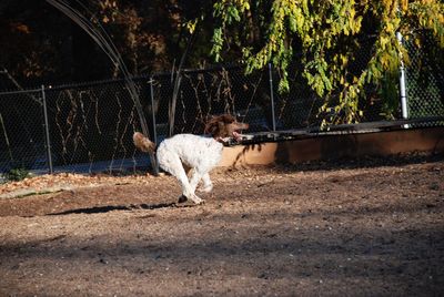 Dog playing in farm