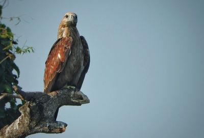 Low angle view of eagle perching on branch against sky