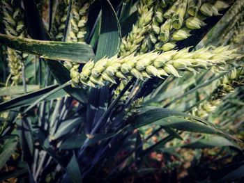 Close-up of crops growing on field