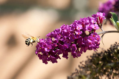 Close-up of insect on flower