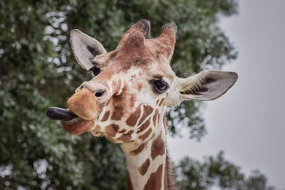 Close-up portrait of giraffe against trees