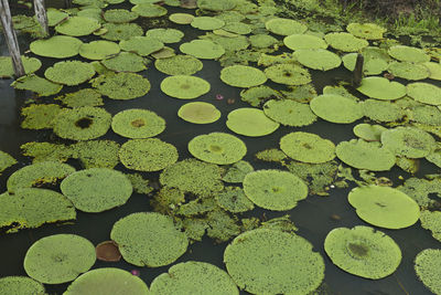 High angle view of lotus leaves floating on pond