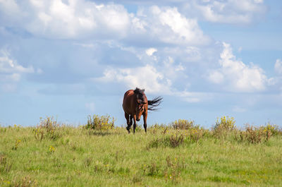 Horse walking on grassy field against sky