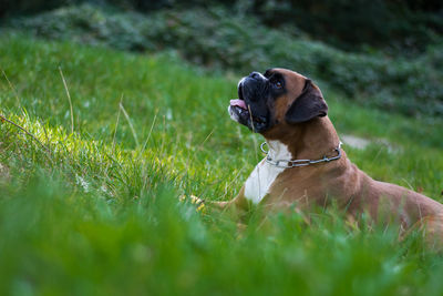 Dog sitting on grass