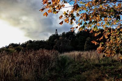 Trees on field against sky during autumn