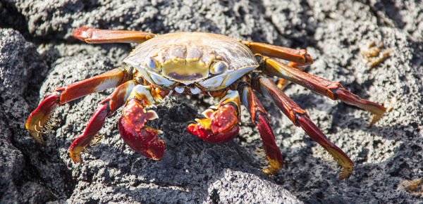 Close-up of crab on rock