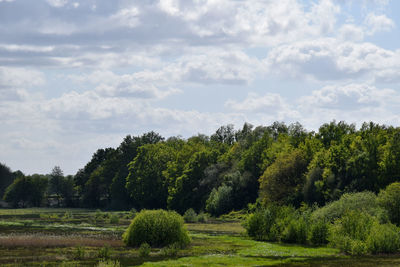 Trees on field against sky