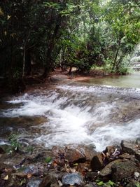 Scenic view of waterfall in forest