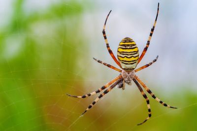 Close-up of spider on web