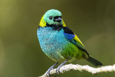 Beautiful colorful rainforest bird on tree branch