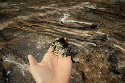 High angle view of human hand holding leaf