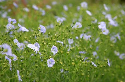 Close-up of purple flowering plants on field